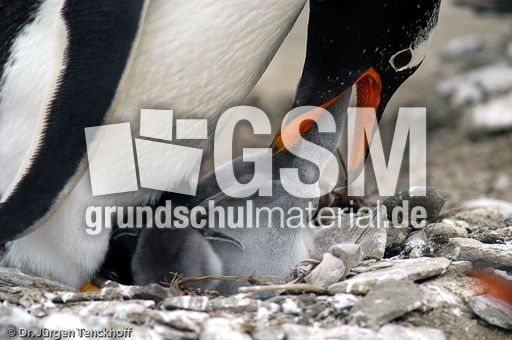 Eselspinguin (68 von 97).jpg